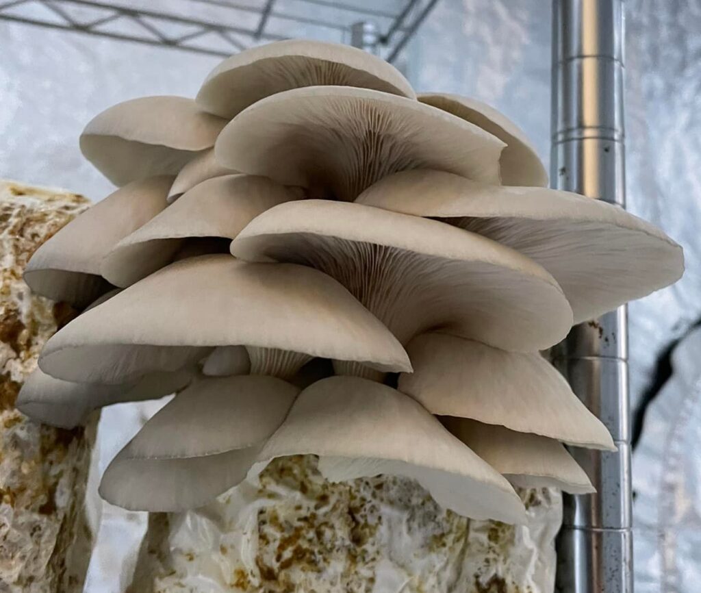 blue oyster mushroom cluster