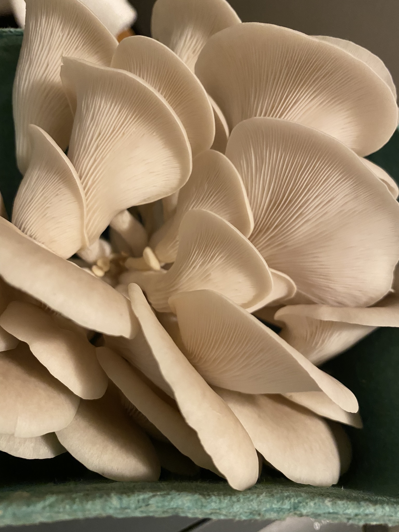 oyster mushrooms