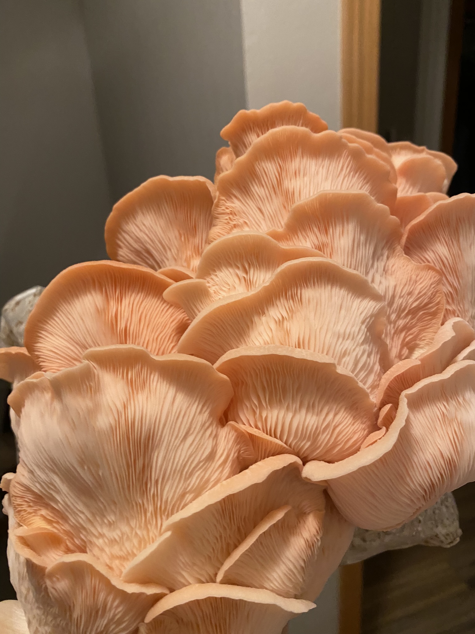 cluster of pink oyster mushrooms