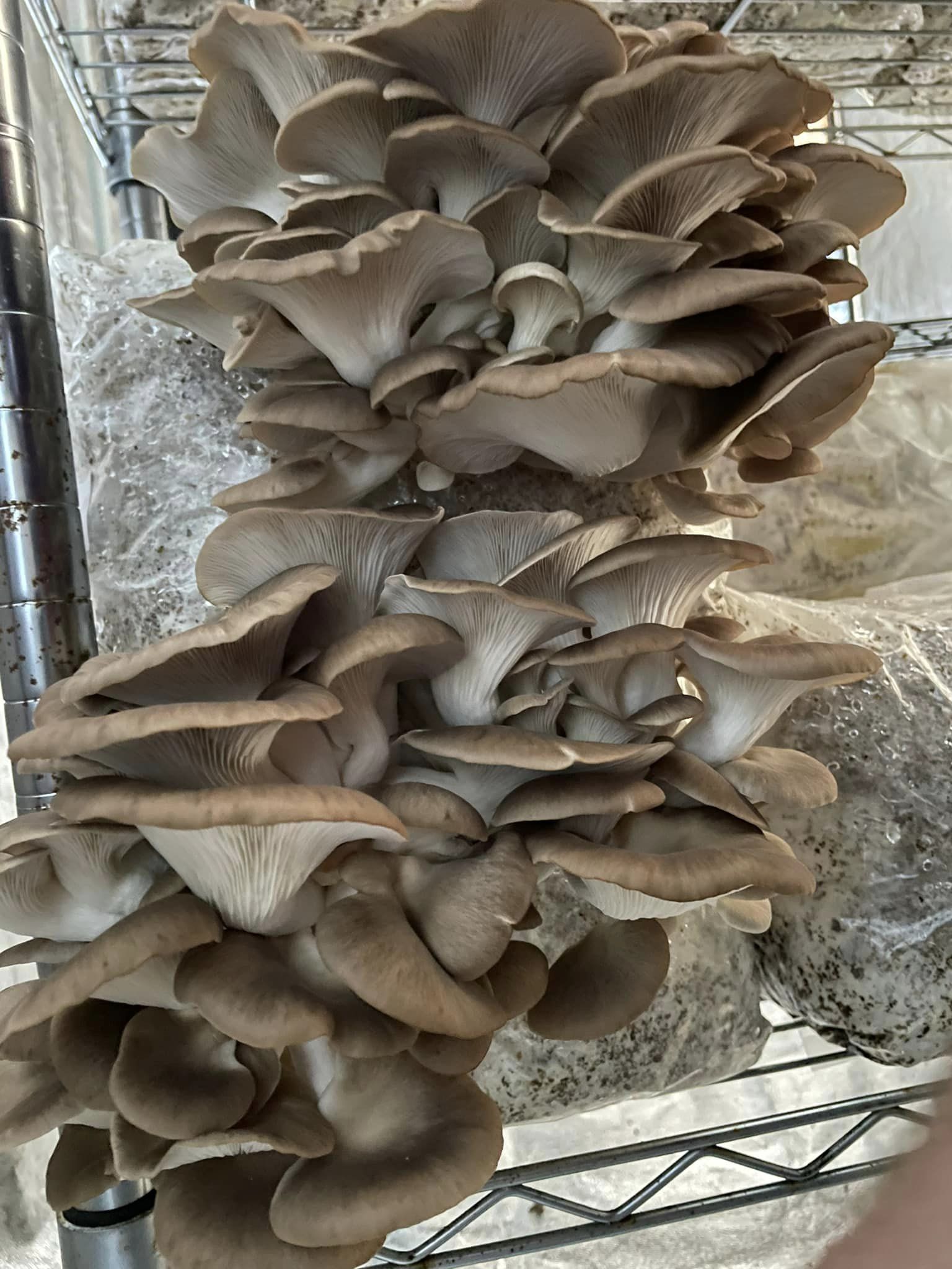 Gourmet] 5 Day progress on a Grey Oyster Mushroom in Straw 10lt